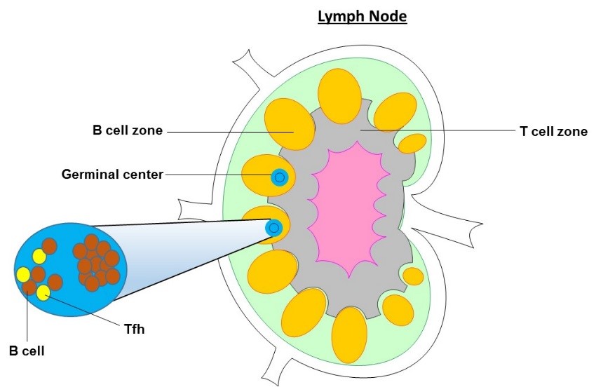 bcl6 t follicular helper cells